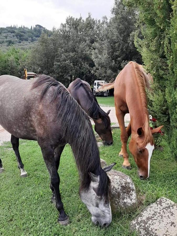 Agriturismo Frantoio Valiani Cortona Exterior photo