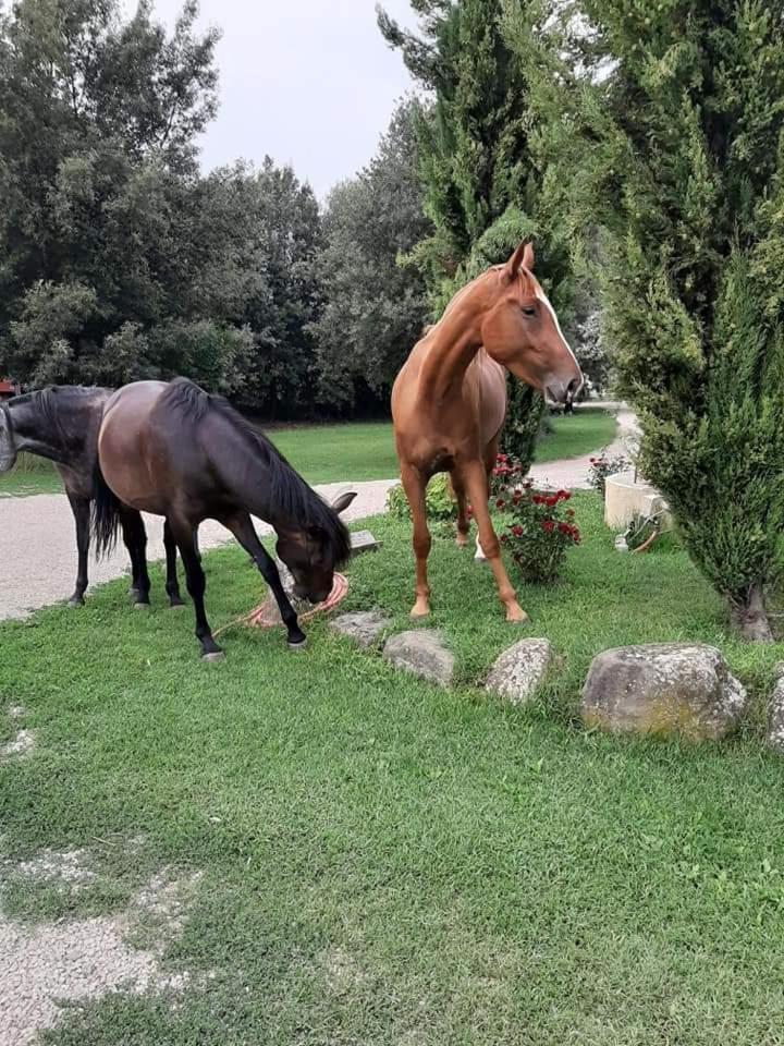 Agriturismo Frantoio Valiani Cortona Exterior photo